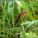 The Hidden Dangers of Neglecting Your Lawn